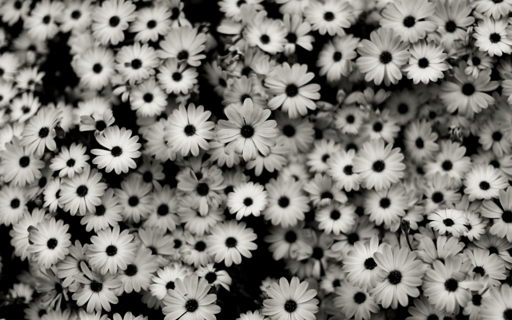 black_and_white_flowers
